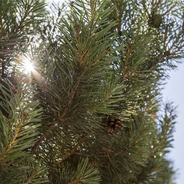 Pinus Sylvestris Norske Typ Norwegische Kiefer Norske Typ