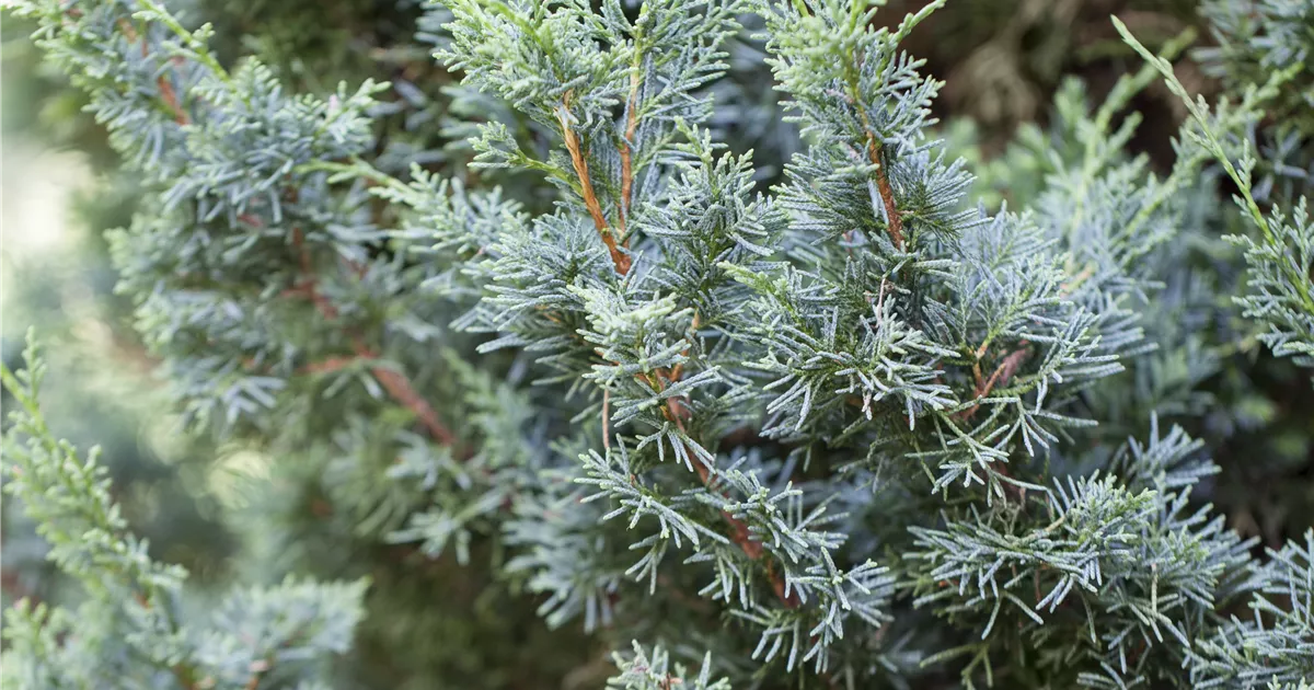 Juniperus Chinensis Blaauw Chinesischer Wacholder Blaauw