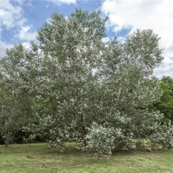 Populus Alba Silberpappel Baumschule Ley