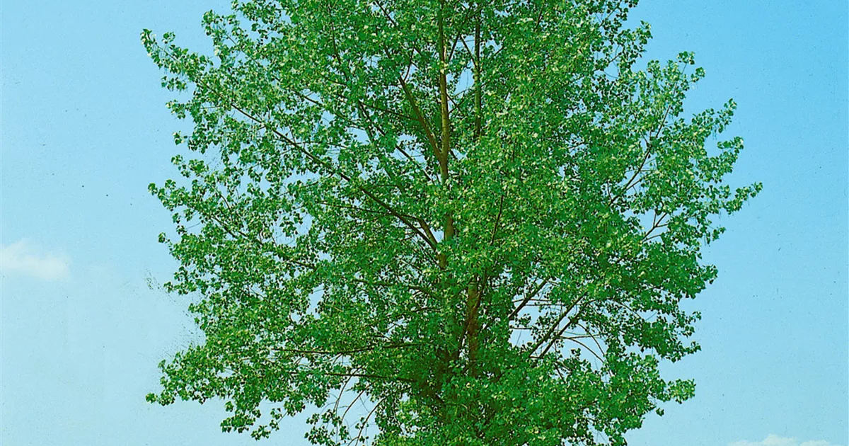 Populus Canadensis Robusta Kanadische Holzpappel Robusta