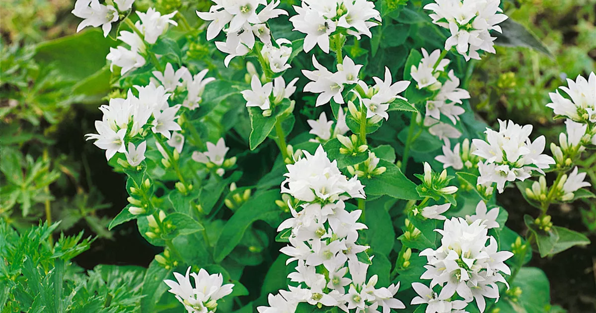 Campanula glomerata Alba Garten Knäuel Glockenblume Alba