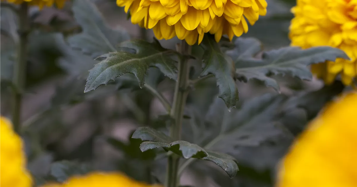 Chrysanthemum Indicum Palisade Orange Schnitt Chrysanthemen