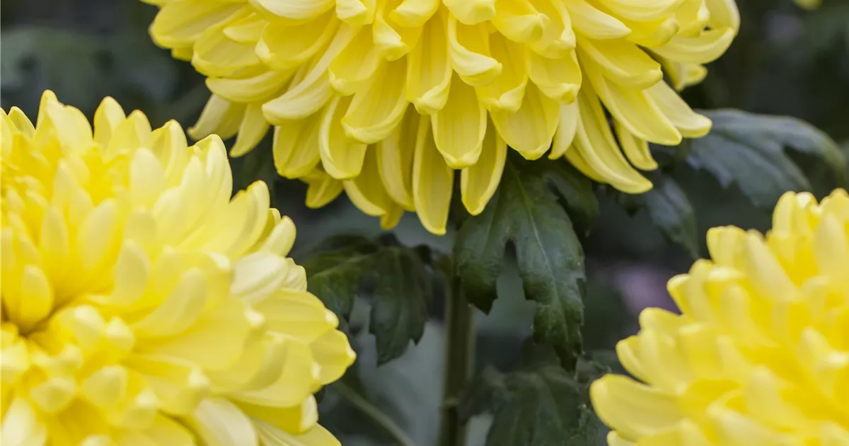 Chrysanthemum Indicum Palisade Yellow Schnitt Chrysantheme