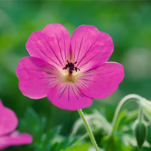 Geranium Wallichianum Pink Penny Garten Storchschnabel Pink Penny