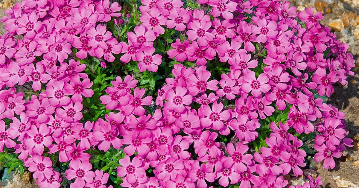 Phlox Subulata Zwergenteppich Garten Teppich Flammenblume