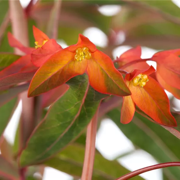 Euphorbia griffithii 'Fireglow', GartenWolfsmilch 'Fireglow