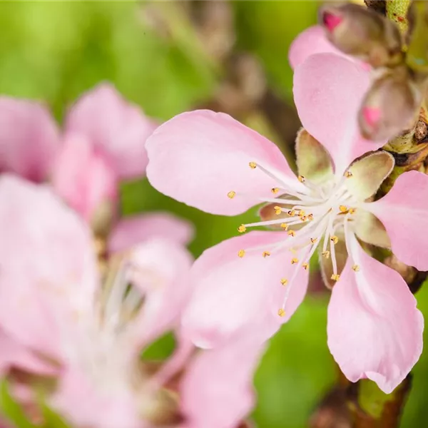 Prunus Dulcis, Mandelbaum - Baumschule Ley