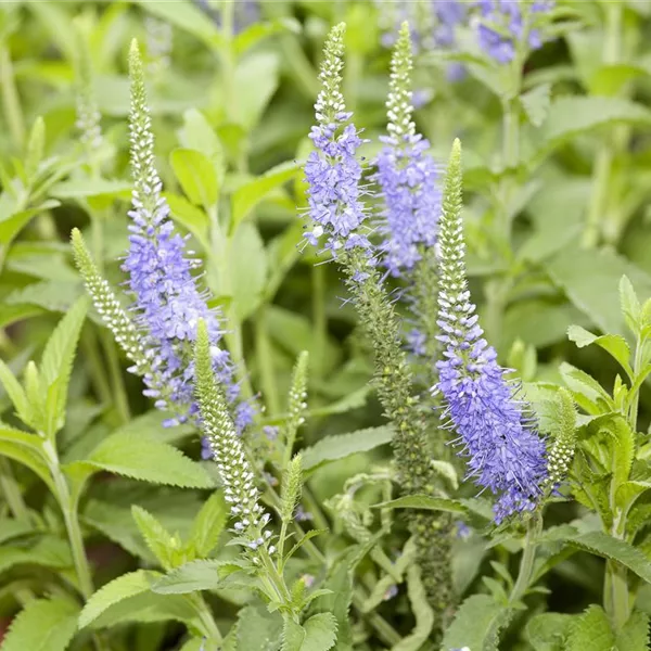 Veronica longifolia 'Blauriesin', Langblättriger Garten-Ehrenpreis ...