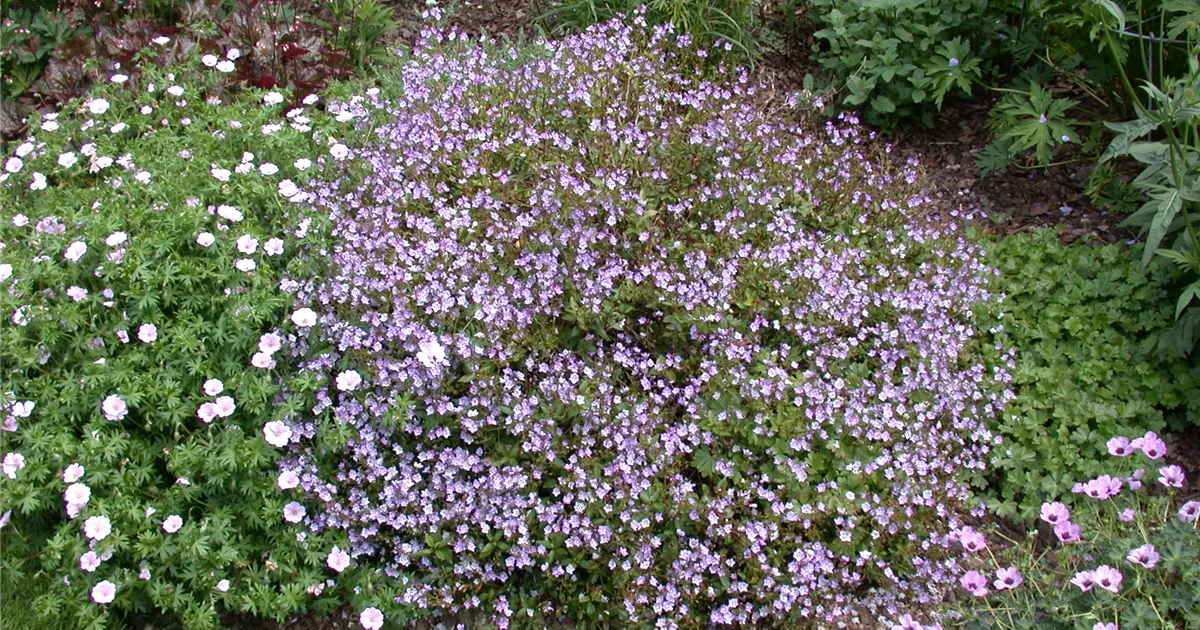 Veronica peduncularis, Gestielter GartenEhrenpreis Baumschule Ley