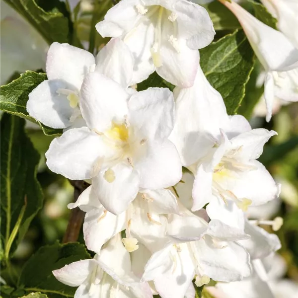 Weigela 'Snowflake', Weigelie 'Snowflake' Baumschule Ley
