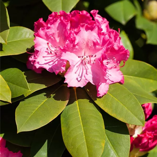 Rhododendron, rosarot, Rhododendron Baumschule Ley