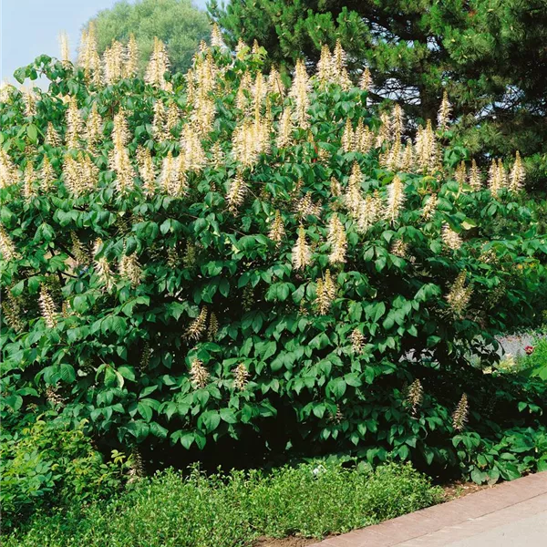 Aesculus parviflora, Strauchkastanie Baumschule Ley