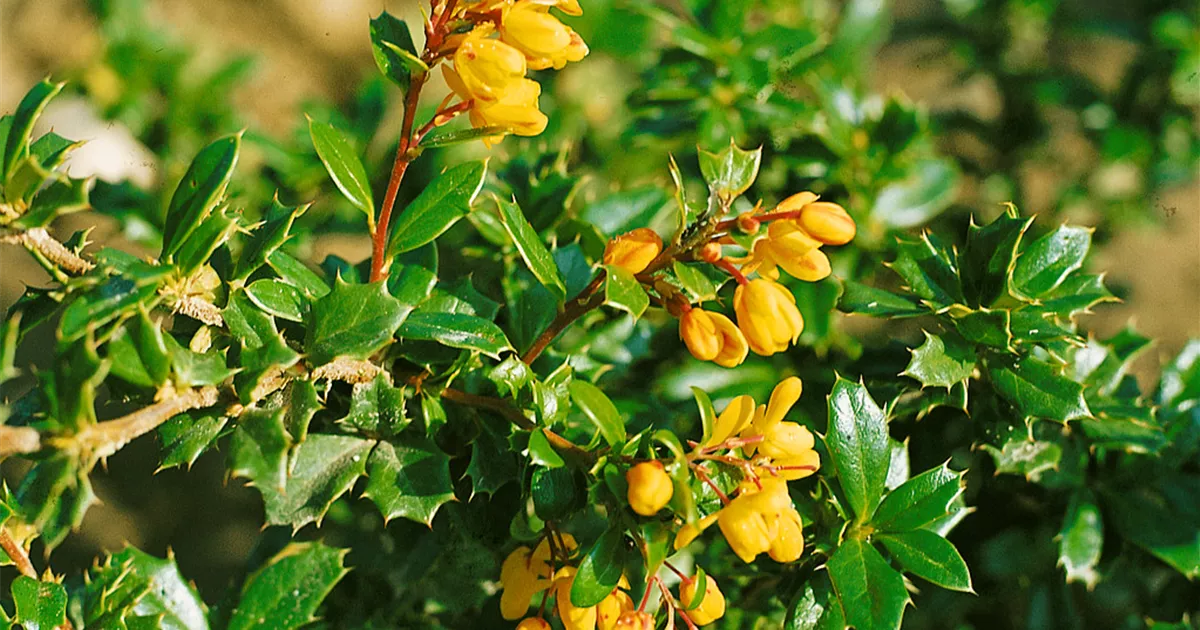 Berberis candidula, Kissenberberitze - Baumschule Ley