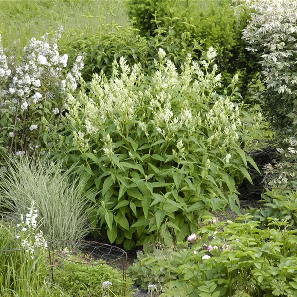 Aconogonon speciosum, GartenBergknöterich Baumschule Ley
