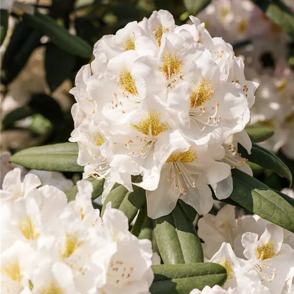 Rhododendron, weiß, Kalktoleranter Rhododendron Baumschule Ley