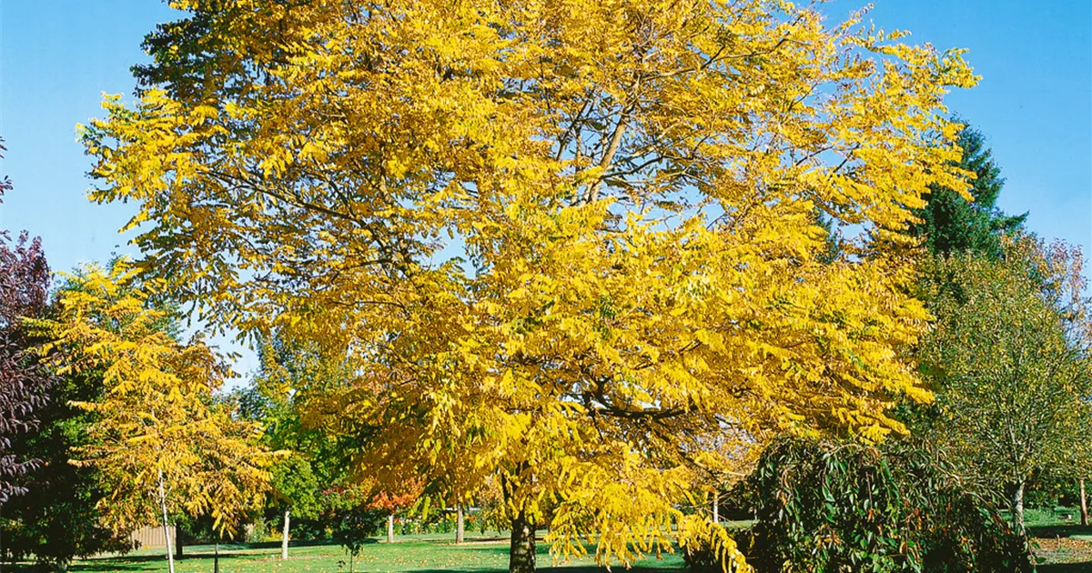 Gymnocladus dioicus, Geweihbaum Baumschule Ley