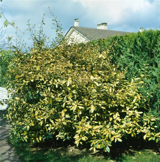 Elaeagnus pungens Maculata Buntlaubige Ölweide 70cm gelb grüne Blätter 