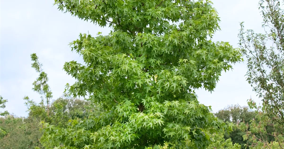 Liquidambar orientalis, Orientalischer Amberbaum Baumschule Ley