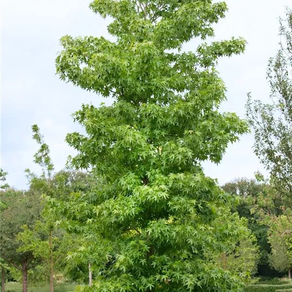 Liquidambar orientalis, Orientalischer Amberbaum Baumschule Ley