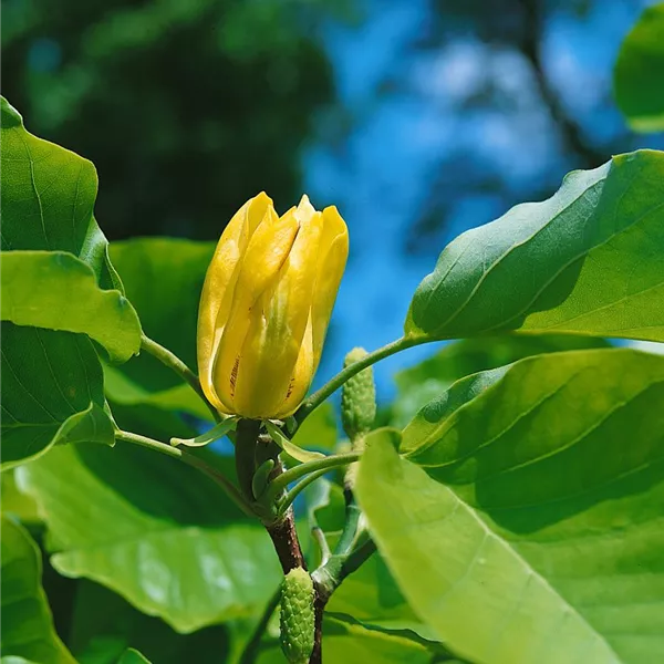 Magnolia acuminata, Gurken-Magnolie - Baumschule Ley