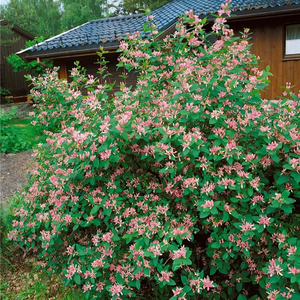 Lonicera tatarica 'Rosea', Tatarische Heckenkirsche 'Rosea
