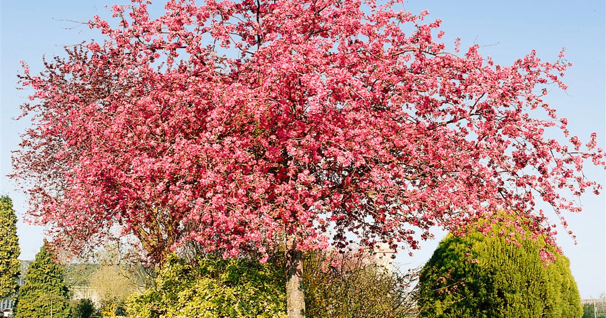 Malus floribunda, Stamm, Zierapfel Baumschule Ley