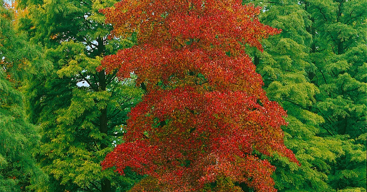 Liquidambar, Amberbaum Baumschule Ley