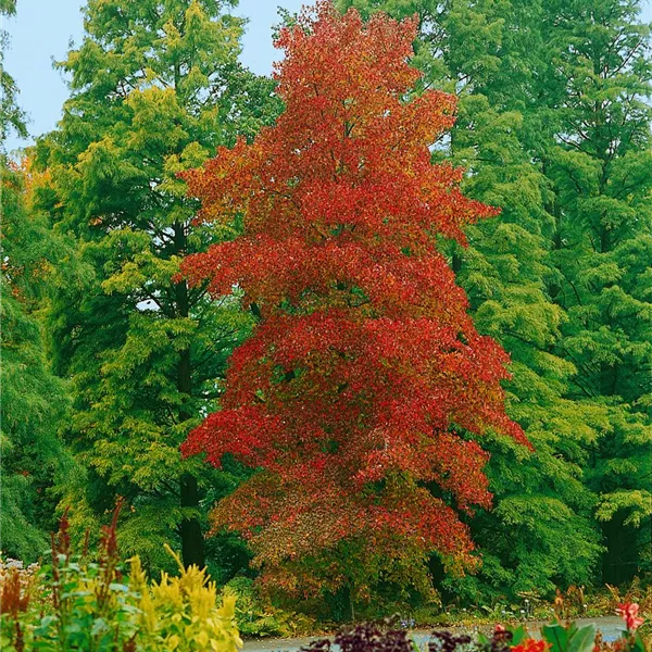 Liquidambar, Amberbaum Baumschule Ley