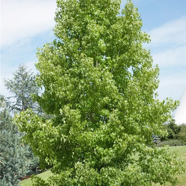 Liquidambar styraciflua 'Paarl', Amberbaum 'Paarl' Baumschule Ley
