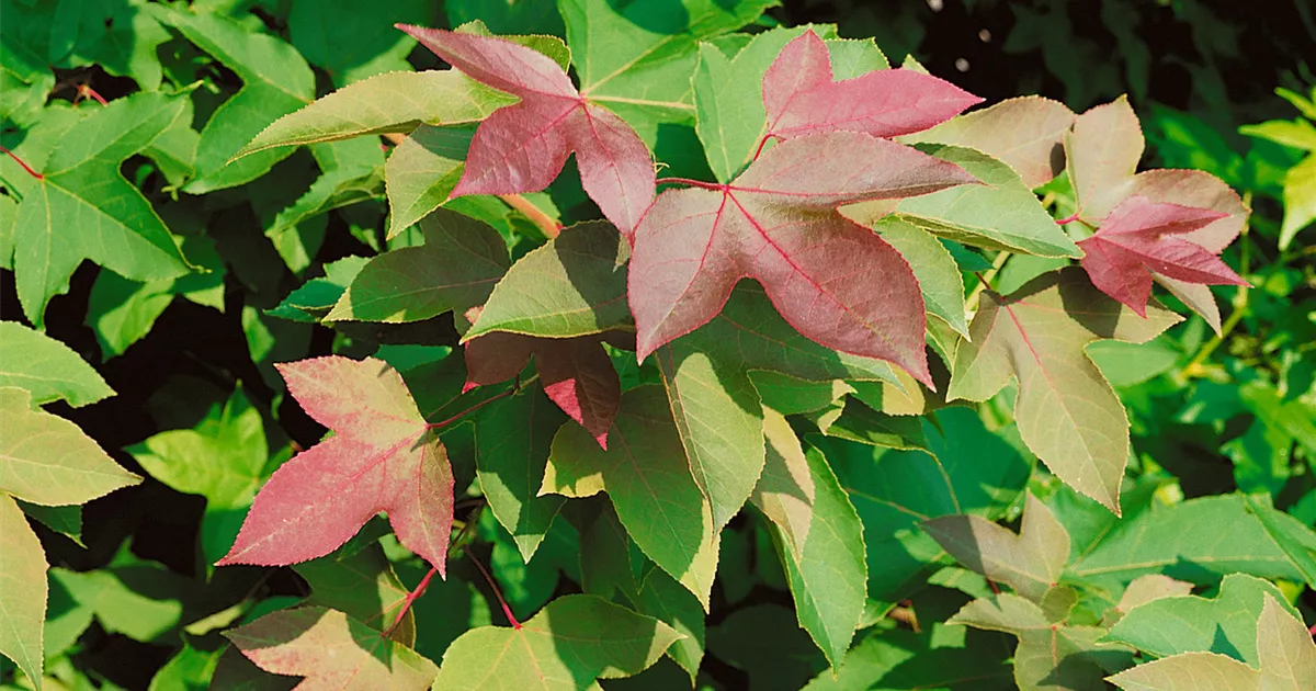 Liquidambar formosana, Taiwanesischer Amberbaum Baumschule Ley