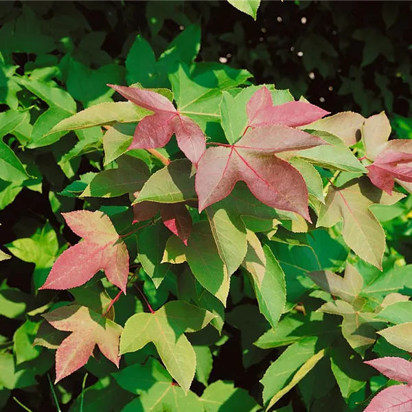 Liquidambar formosana, Taiwanesischer Amberbaum Baumschule Ley