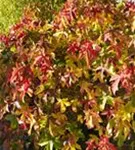 Liquidambar styraciflua 'Gum Ball', KugelAmberbaum 'Gum Ball