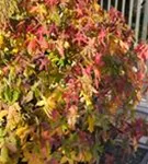 Liquidambar styraciflua 'Gum Ball', KugelAmberbaum 'Gum Ball