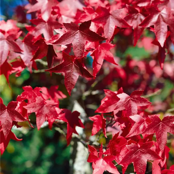 Liquidambar styraciflua 'Lane Roberts', Amberbaum 'Lane Roberts