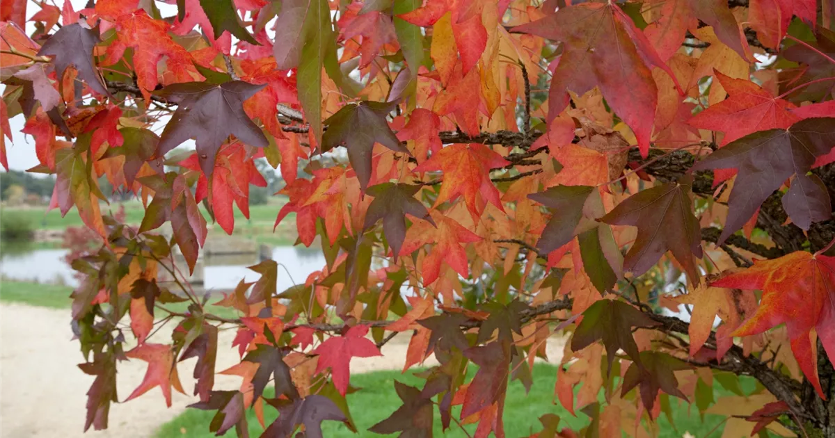 Liquidambar styraciflua 'Parasol', Amberbaum 'Parasol' Baumschule Ley