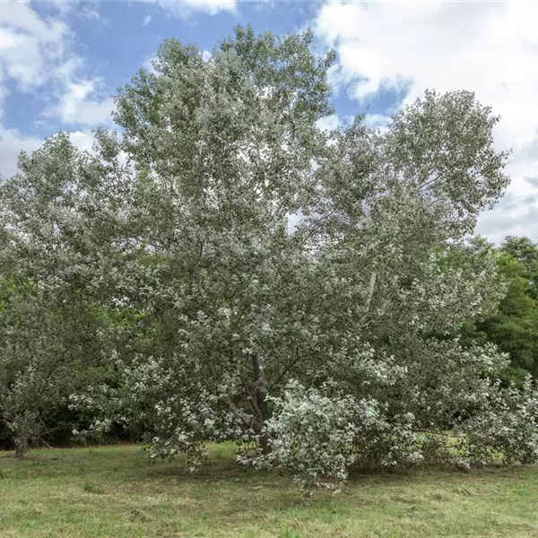 Populus alba 'Nivea', Silberpappel 'Nivea' Baumschule Ley
