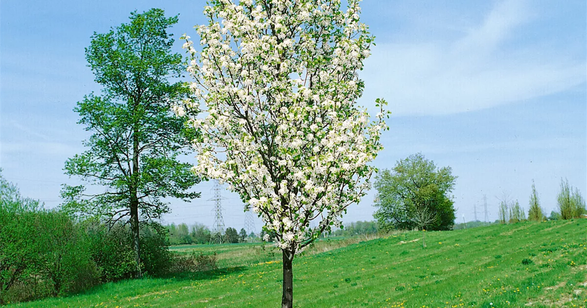 Pyrus communis 'Beech Hill', Wildbirne 'Beach Hill' Baumschule Ley