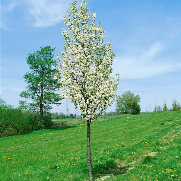 Pyrus communis 'Beech Hill', Wildbirne 'Beach Hill' Baumschule Ley