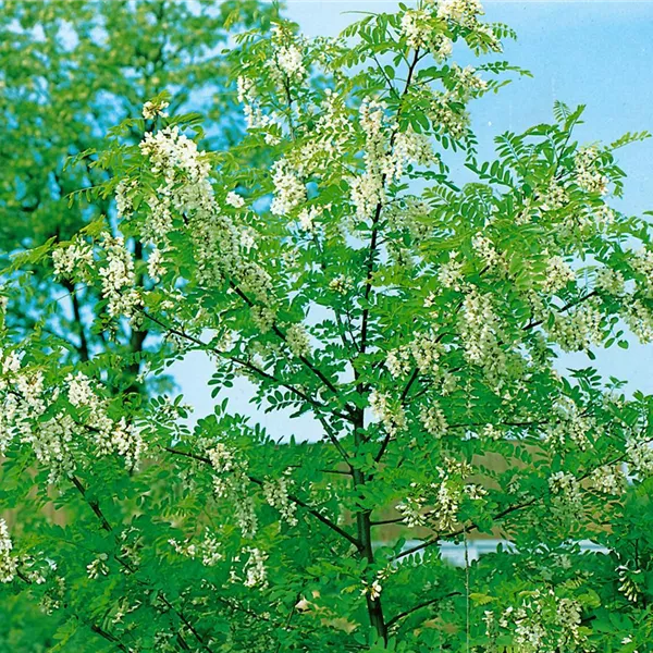 Robinia pseudoacacia 'Unifoliola', Einblättrige Akazie Baumschule Ley