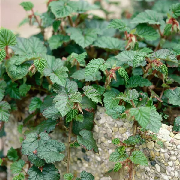 Rubus tricolor, Chinesische Brombeere - Baumschule Ley