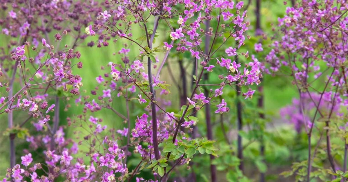 Thalictrum delavayi 'Splendide'®, GartenWiesenraute 'Splendide