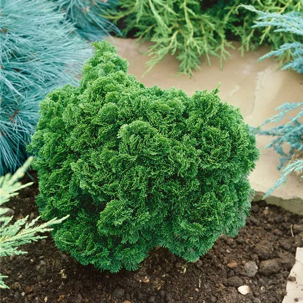 Chamaecyparis obtusa 'Nana Gracilis', Kleine Muschelzypresse 'Nana ...