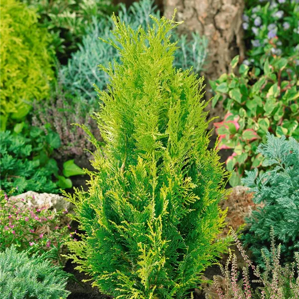 Chamaecyparis lawsoniana 'Alumigold', Gelbe Säulenzypresse 'Alumigold
