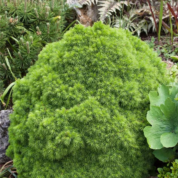 grüne Igelfichte Picea abies Echiniformis 25-30 cm breit im 3 Liter Pflanzcontainer