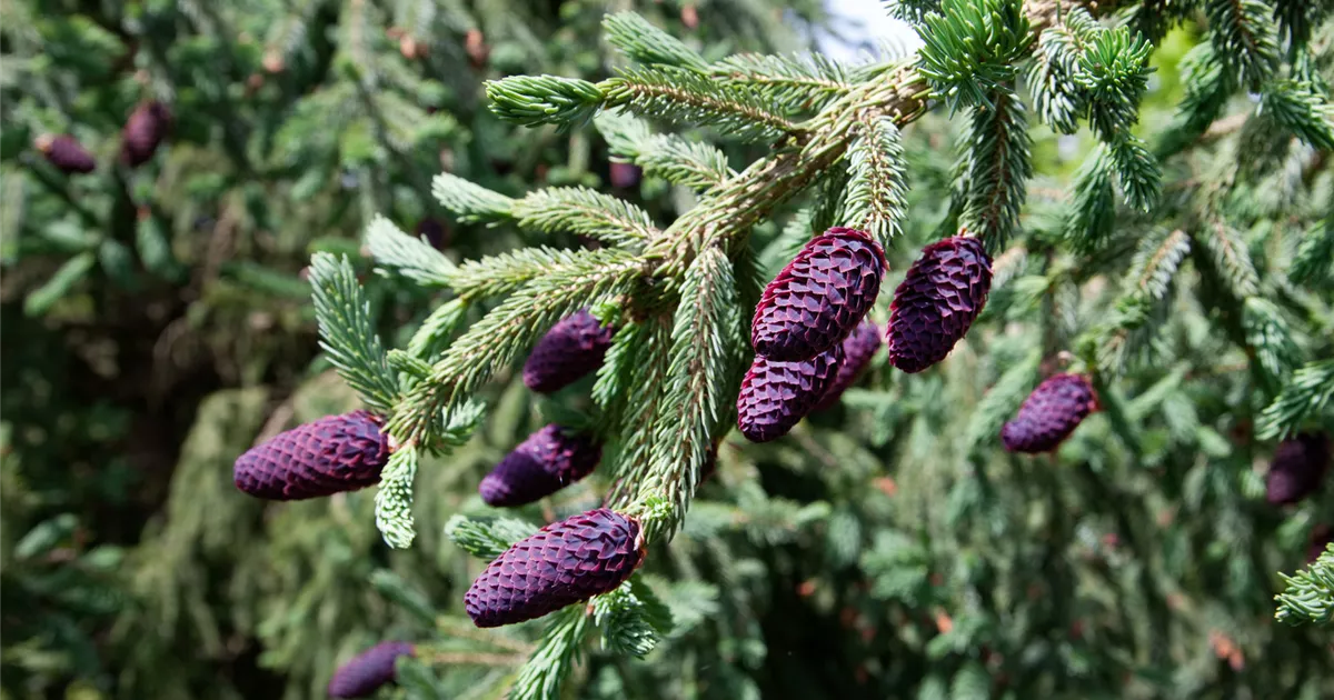 Picea purpurea, Purpurfichte Baumschule Ley