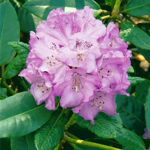 Rhododendron campanulatum aeruginosum, Rhododendron Baumschule Ley