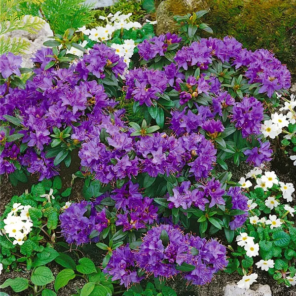 Rhododendron, blau, Rhododendron Baumschule Ley