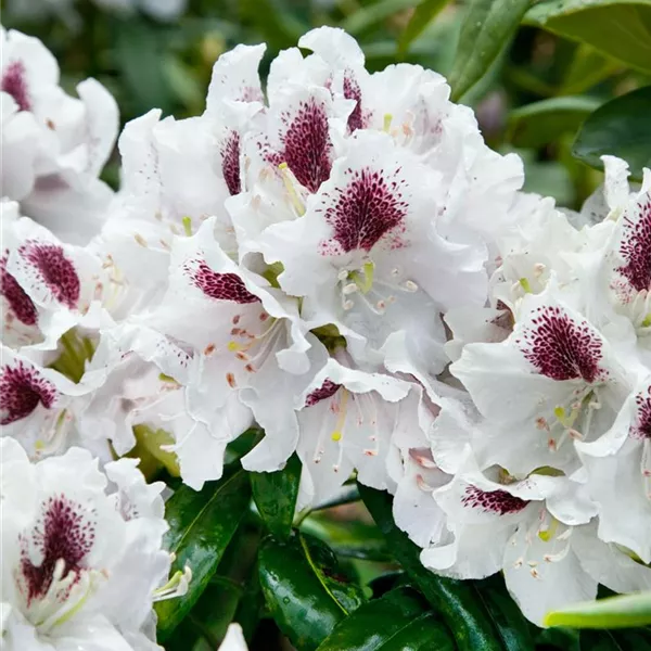 Rhododendron 'Calsap' - Baumschule Ley