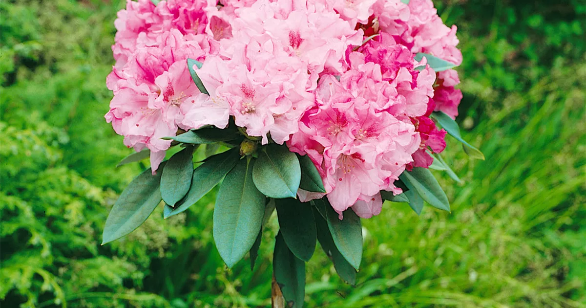 Rhododendron yakushimanum, Stamm, YakuRhododendron, Stamm Baumschule Ley