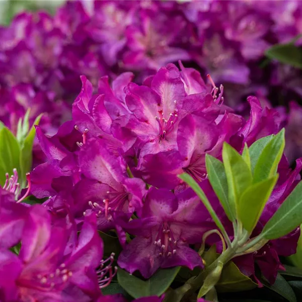 Rhododendron, purpurrot, Rhododendron Baumschule Ley